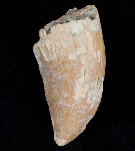 Bargain Albertosaurus Tooth - Two Medicine Formation #7412